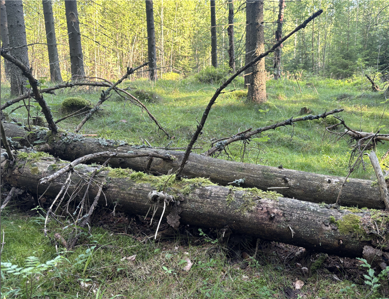 Monimuotoisuus talousmetsässä – mitä, miksi ja miten? Metsänomistajat-webinaari