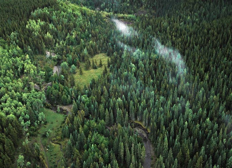 Puumarkkinakatsaus ja metsä sijoituskohteena - Metsänomistajat-webinaari