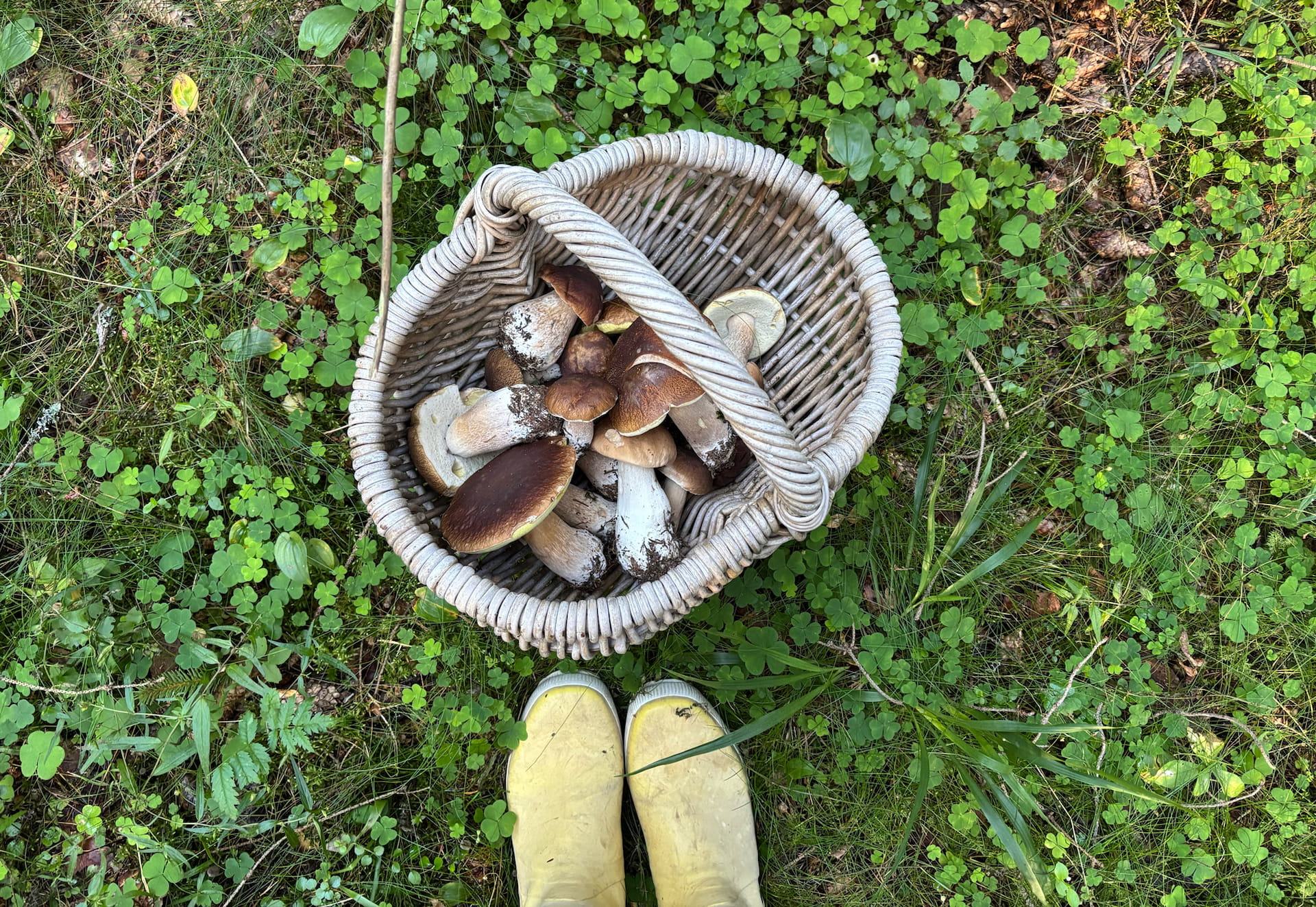 Metsästäjä-keräilijän sienivinkit
