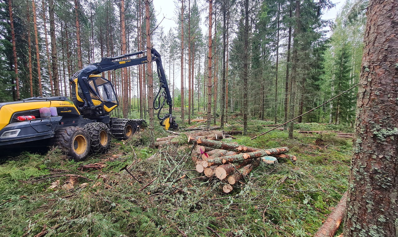 Puumarkkinakatsaus lokakuu 2025
