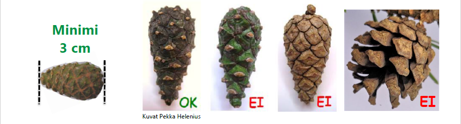 Männynkäpyjen keräys Mhy Lapin alueella