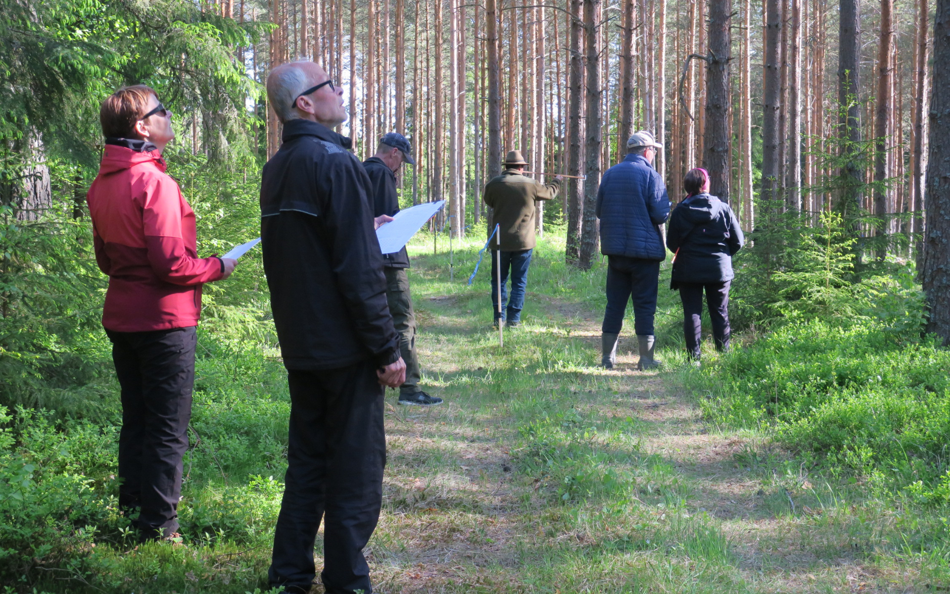 Metsätaitokilpailut