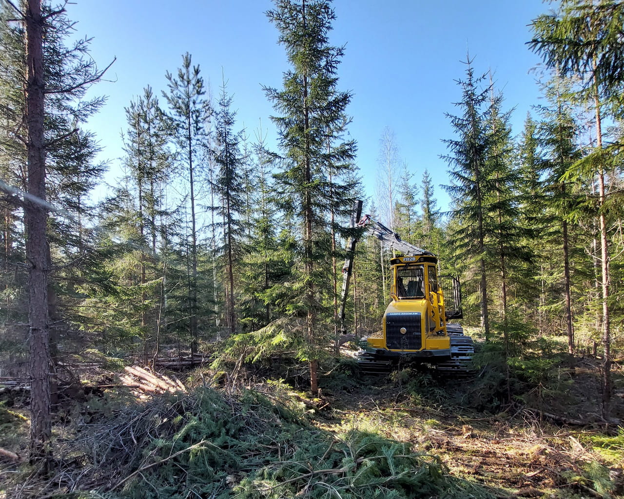 Savotan korjuupalvelu on vahva nuorten kasvatusmetsien kunnostaja