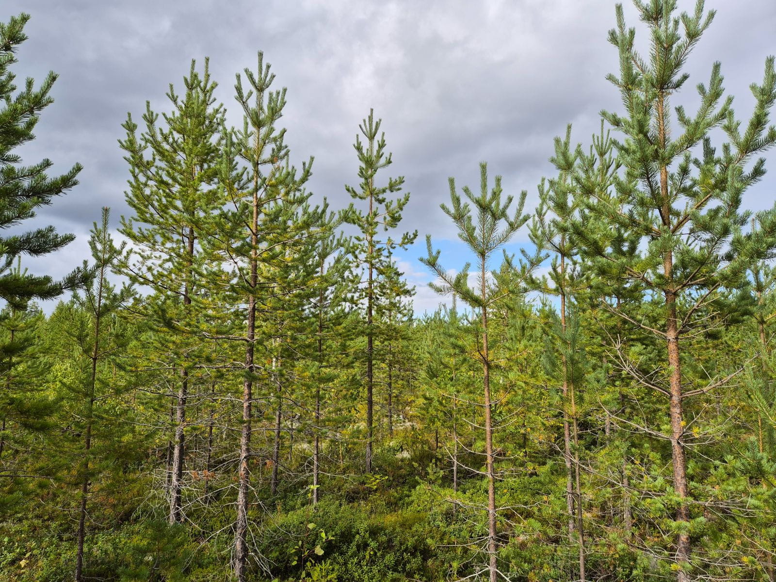 Vieremän toimisto suljettu