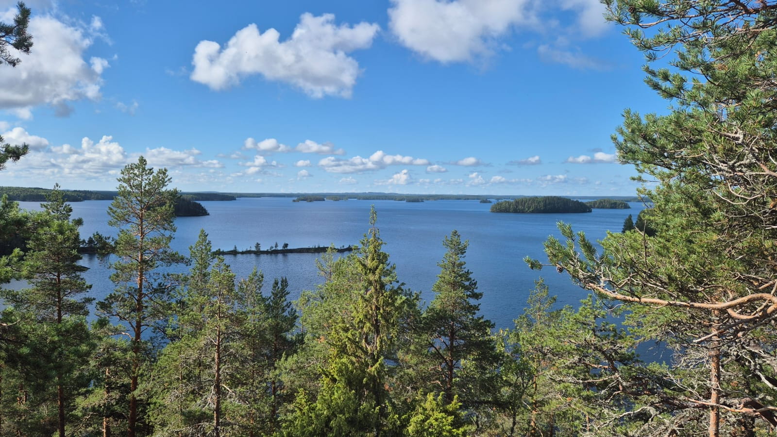 Suojele, hoida ja hyödynnä – kestävä metsä ilmaston hyväksi