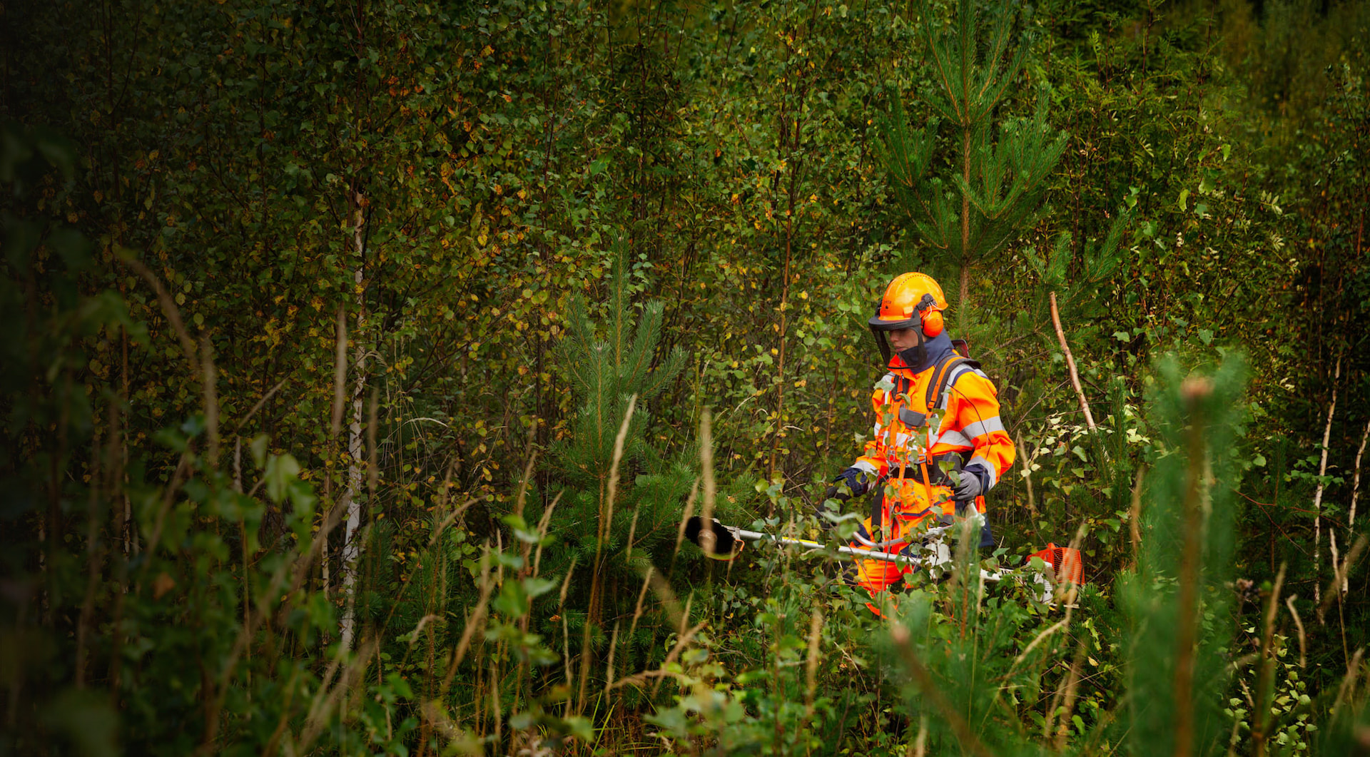 Taimikonhoito on kannattava sijoitus metsän tulevaisuuteen 